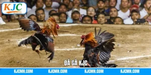 Đá Gà KJC: Sân Chơi Nổi Tiếng Với Các Trận Đấu Nảy Lửa